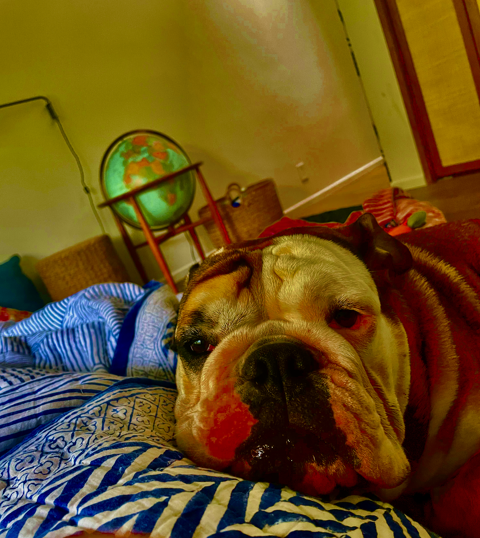 Dog